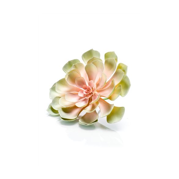 Echeveria 19cm - Barack