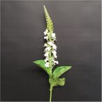 Lynsimachia szál 67cm - krém