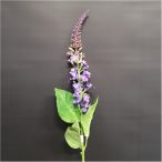 Lynsimachia szál 67 cm - Lila