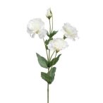 Eustoma szál 68cm krém
