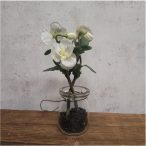 Árvácska 15 cm - Fehér (üveg cserépben)