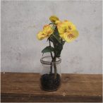 Árvácska 15 cm - Sárga (üveg cserépben)