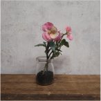 Árvácska 15 cm - Rózsaszín (üveg cserépben)