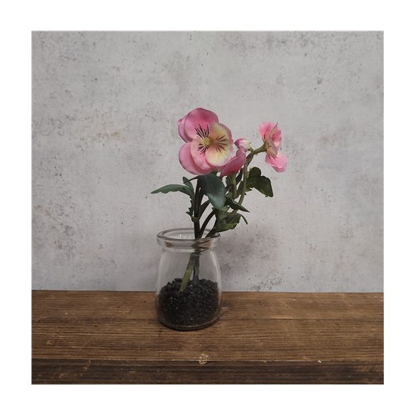 Árvácska 15 cm - Rózsaszín (üveg cserépben)