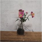 Árvácska 15cm - Mályva/sárga  (üveg cserépben)