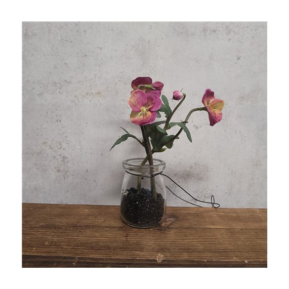 Árvácska 15cm - Mályva/sárga  (üveg cserépben)