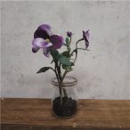 Árvácska 15cm - Kék (üveg cserépben)