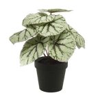 Begonia leaves bush 25cm - Szürke (fekete cserépben 11cm)