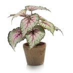   Begonia leaves bush 25cm - Sszürke/rózsaszín (cserépben 11cm)