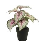   Begonia leaves bush 25cm - Szürke/rózsaszín (fekete cserépben 11cm)