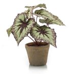 Begonia leaves bush 25cm - Szürke/lila (cserépben 11cm)