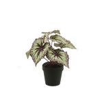   Begonia leveles bokor 25cm szürke/lila, fekete cserépben 11cm