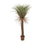 Yucca wild 150cm (cserépben)