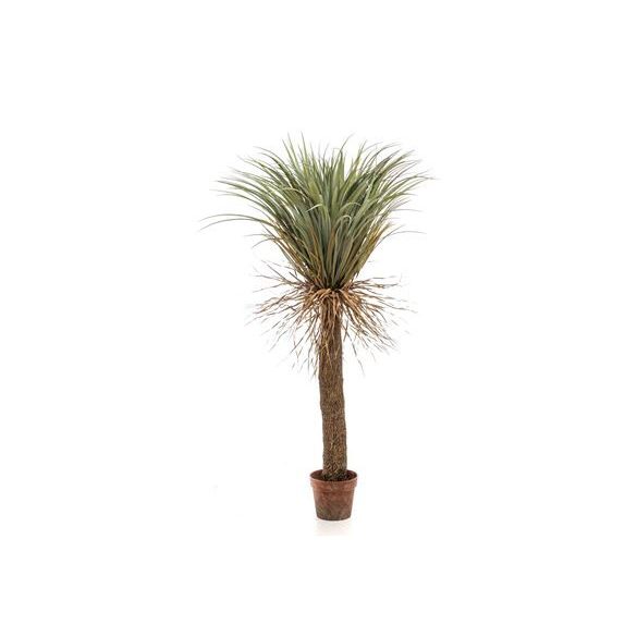 Yucca wild 150cm (cserépben)