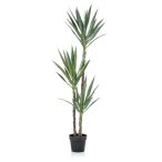 Yucca x3 150cm (műanyag cserépben)