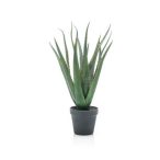 Aloe 45cm (műanyag cserépben)