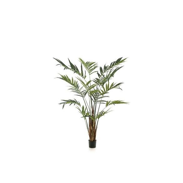 Kentia pálma 270cm