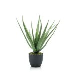 Aloe 62cm, cserépben