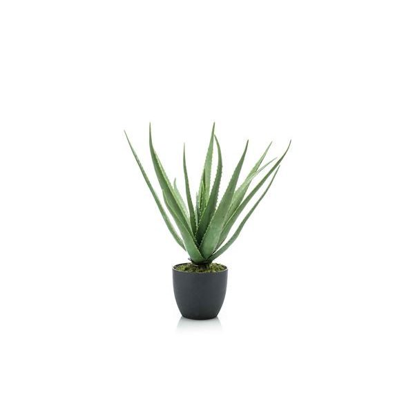 Aloe 62cm, cserépben