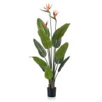 Strelitzia fa 3 virággal 120cm (műanyag cserépben)