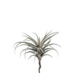 Tillandsia pick 40cm