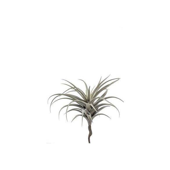 Tillandsia pick 40cm