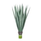 Agave palánta 110cm/15 levél cserépben