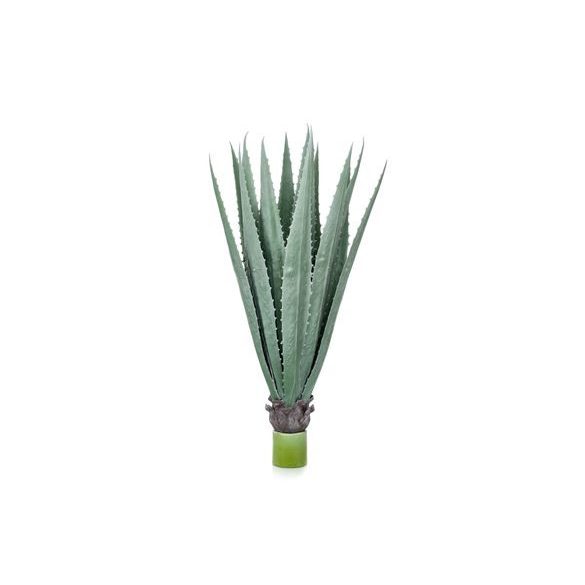 Agave palánta 110cm/15 levél cserépben