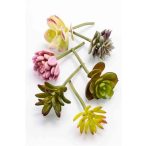 Pozsgás 6 féle vegyes színű