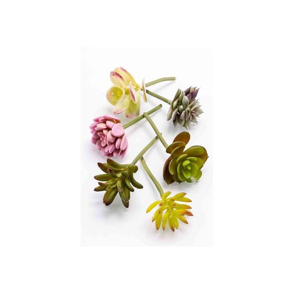 Pozsgás 6 féle vegyes színű