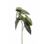 Begonia maculata spray 90cm