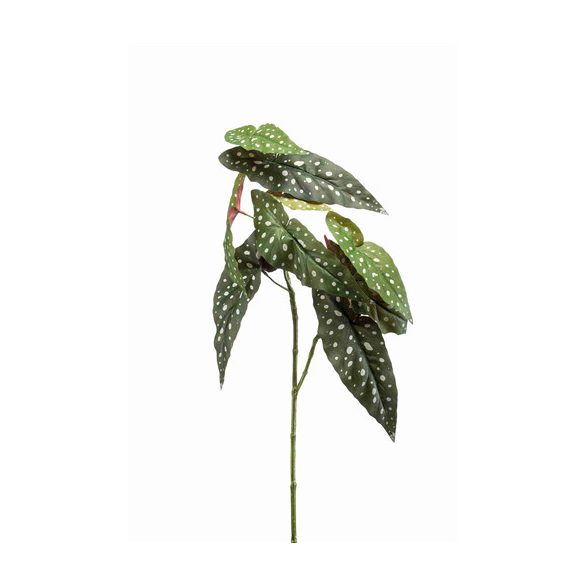 Begonia maculata spray 90cm