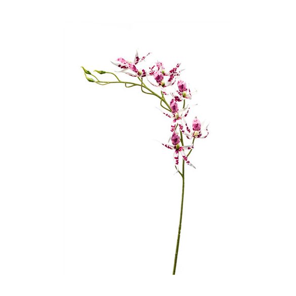 Brassia szál 105cm - Fehér/rózsaszín