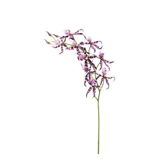 Brassia szál 105cm - lila