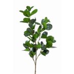Ficus panda spray green 90cm