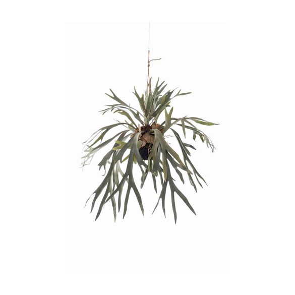Staghorn fern in flocked moss ball w hanger 90cm