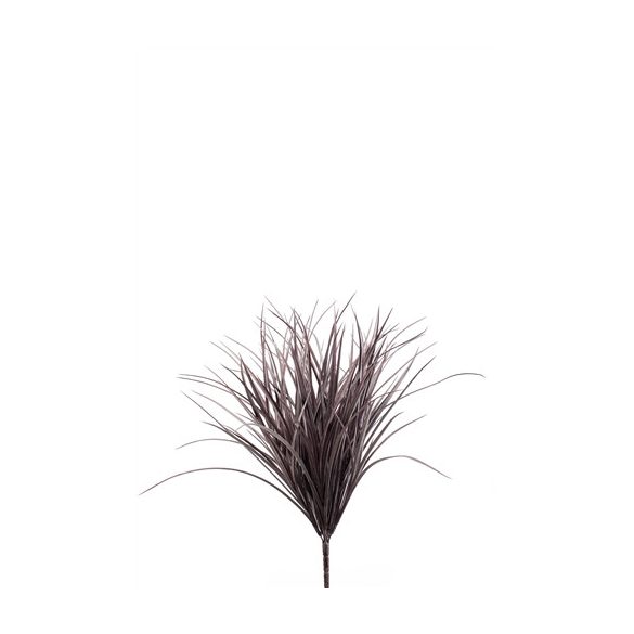 Grass bush plum 50cm