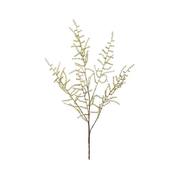 Asparagus spray x5 100cm - Zöld