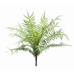 Páfrány blechnum bush 25cm