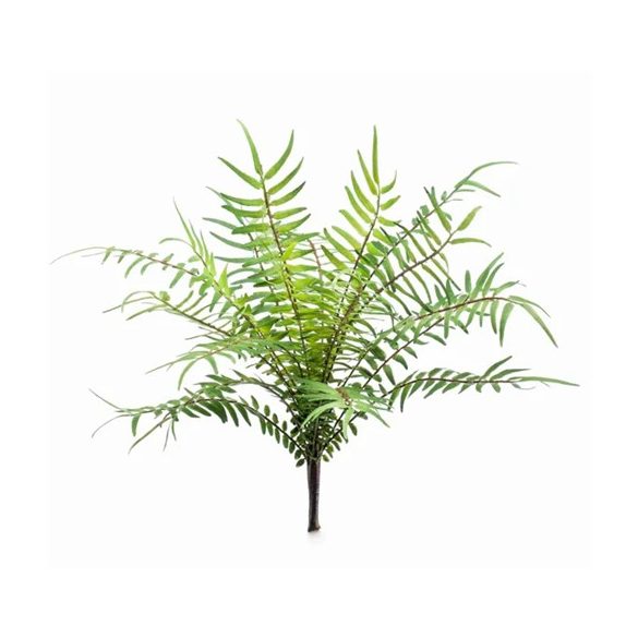 Páfrány blechnum bush 25cm