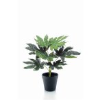 Fatsia 9lvs 30cm (műanyag cserépben)