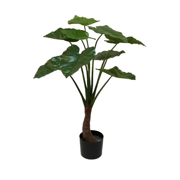 Alocasia fa x1 90cm/9levél (műanyag cserépben)