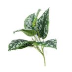 Scindapsus pictus bokor 24cm - Zöld/szürke