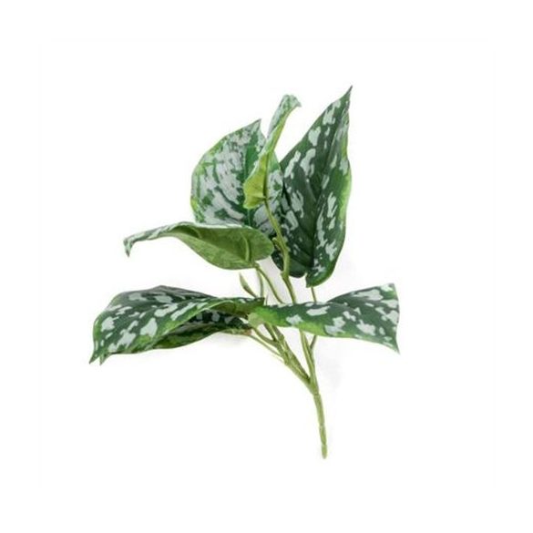 Scindapsus pictus bokor 24cm - Zöld/szürke