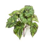 Begonia leaves bush 25cm - Zöld