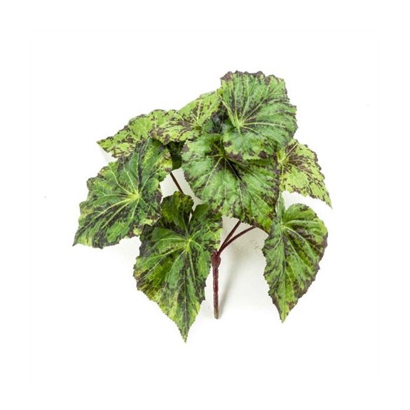 Begonia leaves bush 25cm - Zöld