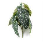 Begonia maculata bush 30cm - Zöld