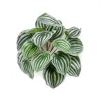 Peperomia bokor 25cm - Zöld/szürke
