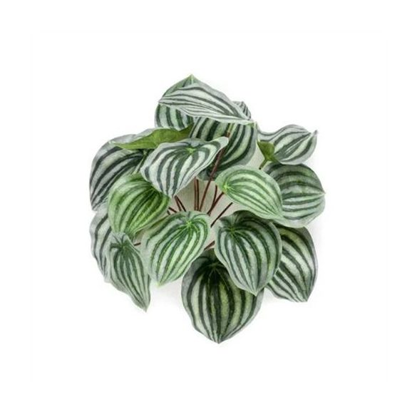 Peperomia bokor 25cm - Zöld/szürke
