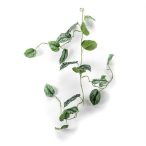 Scindapsus pictus girland 120cm - Zöld/szürke